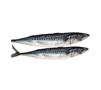 Mackerel fish