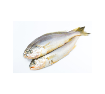 Yellow croaker fish